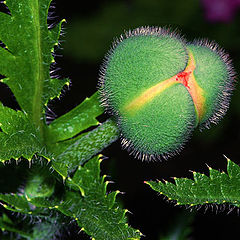 photo "Papaver-1"