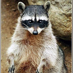 photo "Raccoon"