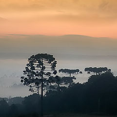 фото "Valley of Araucarias"