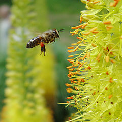 photo "Fly up..."