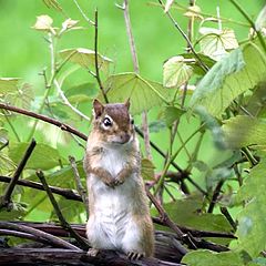 photo "Cute Little Guy"