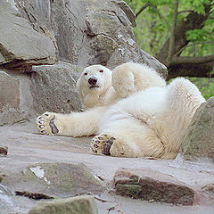 photo "Lazy Bear"