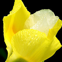 фото "yellow softness"