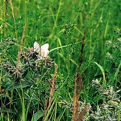 фото "In The Grass"