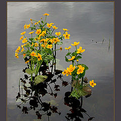 photo "Bouquet from water man"