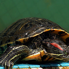 фото "sun-bath"