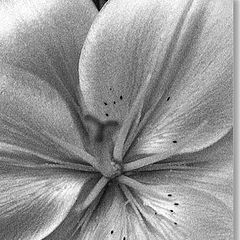 photo "SECRET"