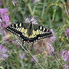 фото "Machaon"