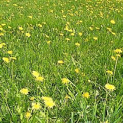 фото "Желтое поле"