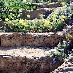 photo "Steps and flowers."