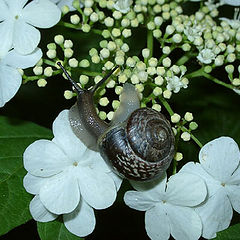 photo "A Snail"