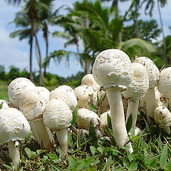 photo "Mushrooms under a palm tree"