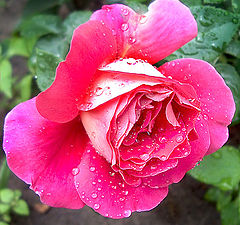 photo "Rose (study IV)"