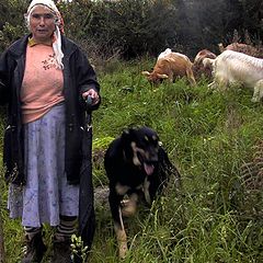 photo "old shepherd"