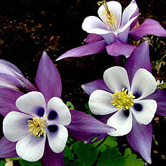 фото "Columbines"