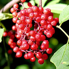 photo "Wild berries."