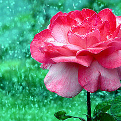 photo "Wet rose"