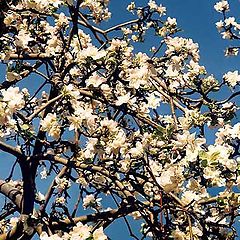 photo "It will be apples soon..."