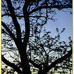 photo "Evening tree"