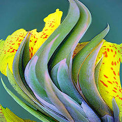 фото "Canna with Curves"