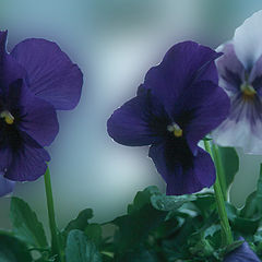 фото "Flowers from my balcony II"