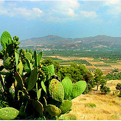 фото "View onto the olive fields"