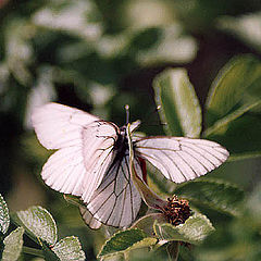 фото "Butterfly Love"
