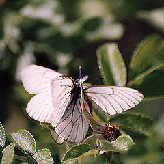 photo "Butterfly Love"