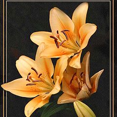 фото "Lillies"