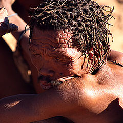 photo "bushman"