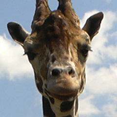 photo "Giraffe"
