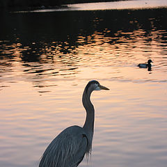 photo "A blue heron in the dusk"