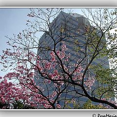 фото "Sampa"