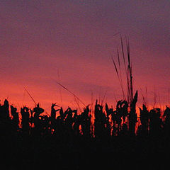 photo "Red sunset"