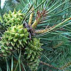 фото "Black pine"