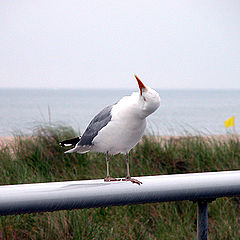 фото ""Are you talking to me?""