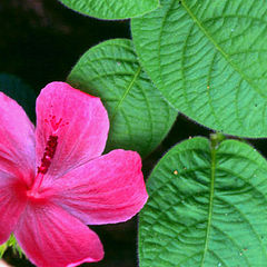 photo "Flower along my way"