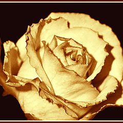 photo "Rose in gold"