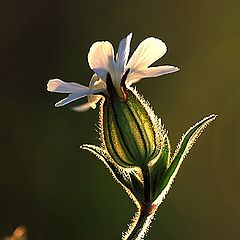 photo "Silene"