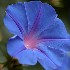 photo "A blue flower"