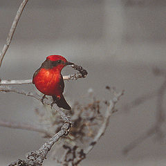 photo "Vermillion Flycatcher"