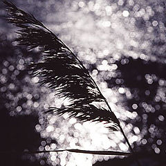 фото "Bulrush silhouette"