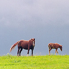 photo "About horses"