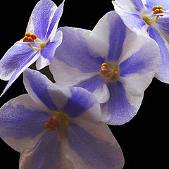 фото "blue sisters"