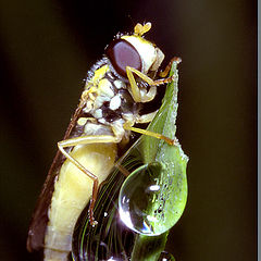 photo "On a drop"