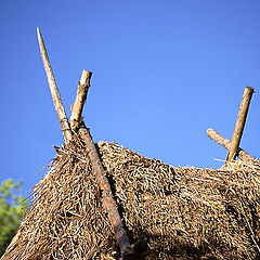 photo "The roof"