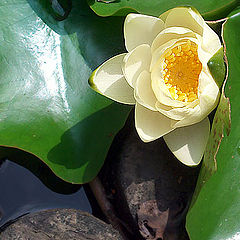 фото "Water lilies"