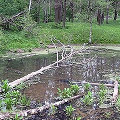 photo "Bog in forest"