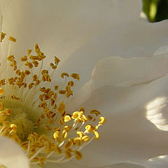 photo "White flower"