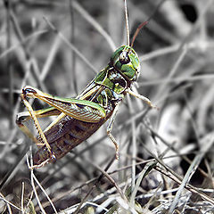 photo "To Hop Or Not To Hop..."